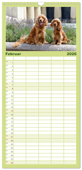 English Cocker Spaniels - Ein Spaziergang im Park (CALVENDO Familienplaner 2026)