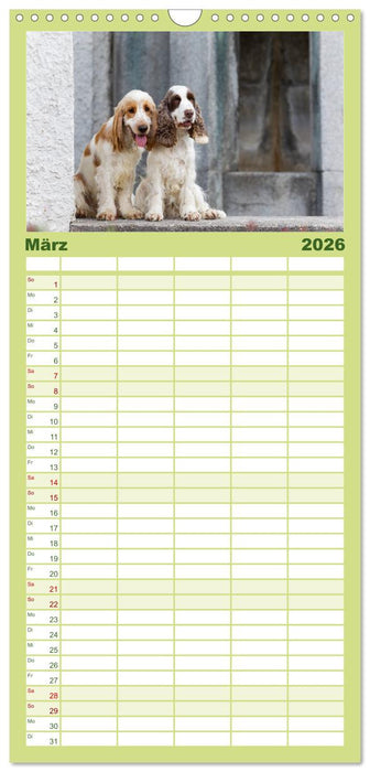 English Cocker Spaniels - Ein Spaziergang im Park (CALVENDO Familienplaner 2026)