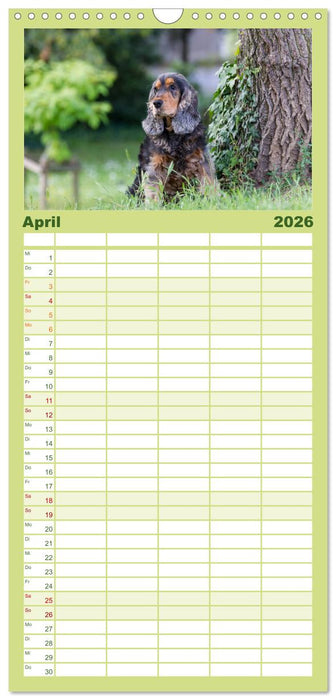 English Cocker Spaniels - Ein Spaziergang im Park (CALVENDO Familienplaner 2026)