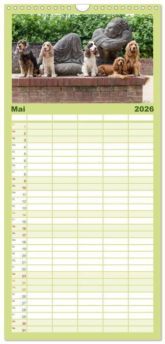 English Cocker Spaniels - Ein Spaziergang im Park (CALVENDO Familienplaner 2026)