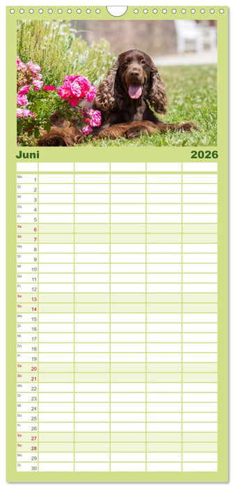 English Cocker Spaniels - Ein Spaziergang im Park (CALVENDO Familienplaner 2026)