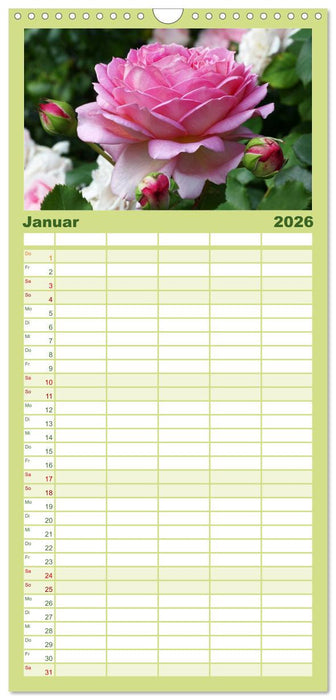 Rosen Reigen im Garten (CALVENDO Familienplaner 2026)