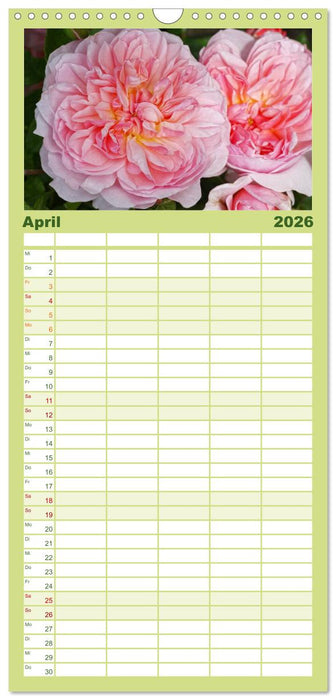 Rosen Reigen im Garten (CALVENDO Familienplaner 2026)