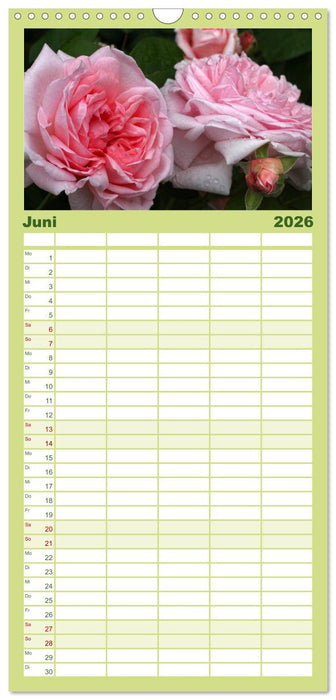 Rosen Reigen im Garten (CALVENDO Familienplaner 2026)