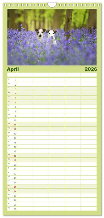 Die Parson-Russell-Terrier ...mit neuen Abenteuern aus der Hundeknipserei (CALVENDO Familienplaner 2026)