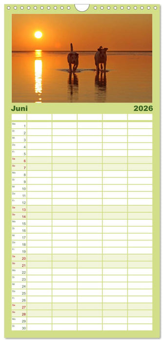 Die Parson-Russell-Terrier ...mit neuen Abenteuern aus der Hundeknipserei (CALVENDO Familienplaner 2026)