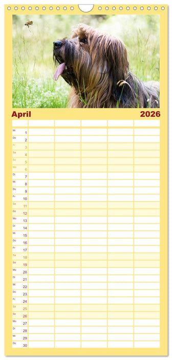 Der Briard - Ein echter Charmeur (CALVENDO Familienplaner 2026)
