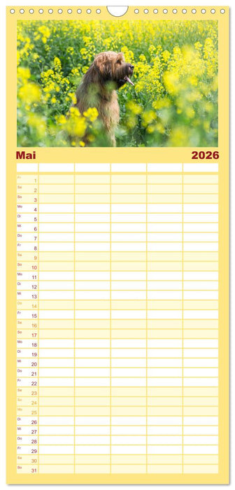 Der Briard - Ein echter Charmeur (CALVENDO Familienplaner 2026)