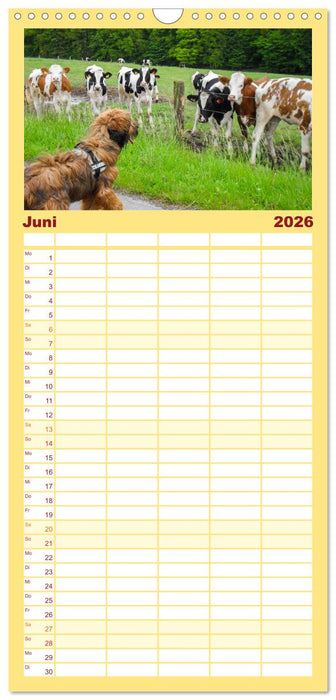 Der Briard - Ein echter Charmeur (CALVENDO Familienplaner 2026)