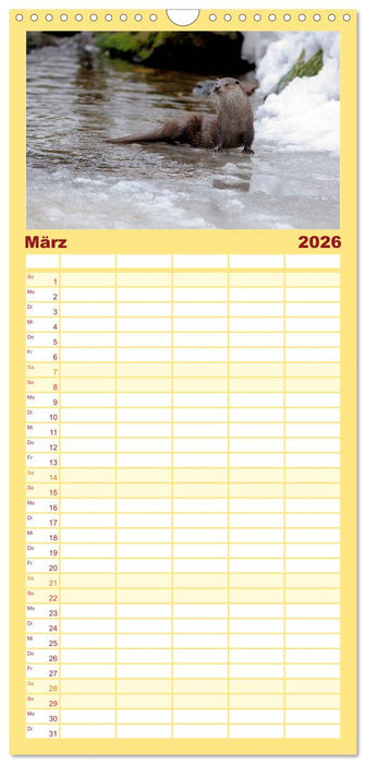 Fischotter, flinke Jäger (CALVENDO Familienplaner 2026)