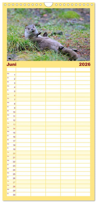 Fischotter, flinke Jäger (CALVENDO Familienplaner 2026)