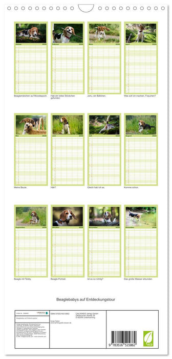 Beaglebabys auf Entdeckungstour (CALVENDO Familienplaner 2026)