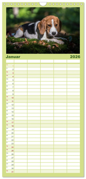 Beaglebabys auf Entdeckungstour (CALVENDO Familienplaner 2026)