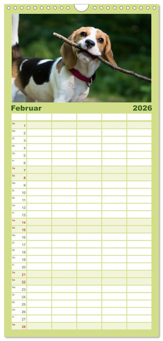 Beaglebabys auf Entdeckungstour (CALVENDO Familienplaner 2026)