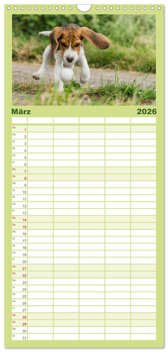 Beaglebabys auf Entdeckungstour (CALVENDO Familienplaner 2026)