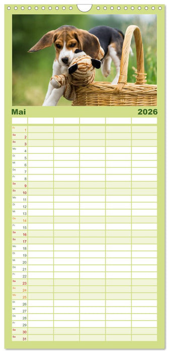 Beaglebabys auf Entdeckungstour (CALVENDO Familienplaner 2026)