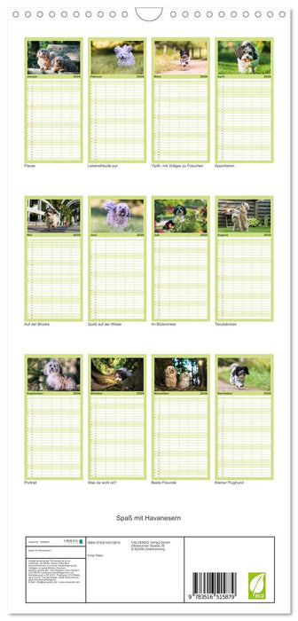 Spaß mit Havanesern (CALVENDO Familienplaner 2026)