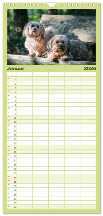 Spaß mit Havanesern (CALVENDO Familienplaner 2026)