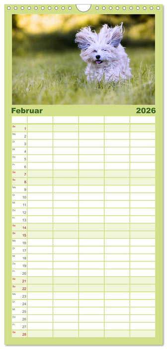 Spaß mit Havanesern (CALVENDO Familienplaner 2026)