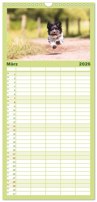 Spaß mit Havanesern (CALVENDO Familienplaner 2026)