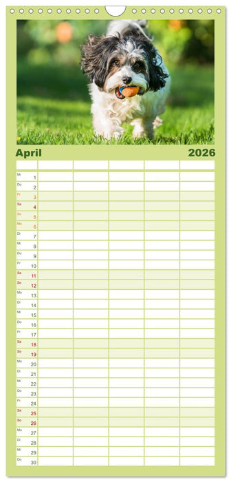 Spaß mit Havanesern (CALVENDO Familienplaner 2026)