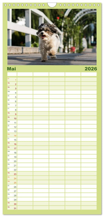 Spaß mit Havanesern (CALVENDO Familienplaner 2026)