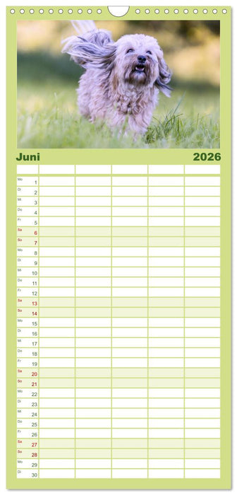 Spaß mit Havanesern (CALVENDO Familienplaner 2026)