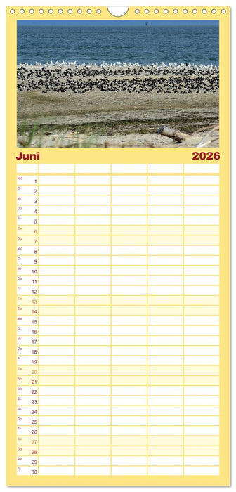 Amrum, die Perle in der Nordsee (CALVENDO Familienplaner 2026)