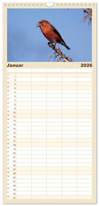 Vögel ganz nah (CALVENDO Familienplaner 2026)