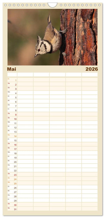 Vögel ganz nah (CALVENDO Familienplaner 2026)