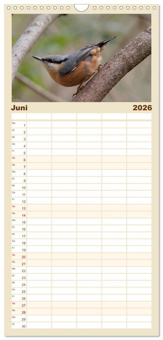 Vögel ganz nah (CALVENDO Familienplaner 2026)