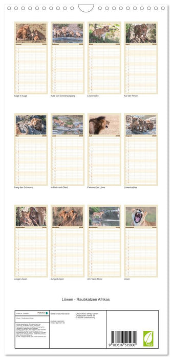 Löwen - Raubkatzen Afrikas (CALVENDO Familienplaner 2026)