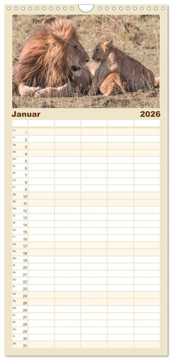 Löwen - Raubkatzen Afrikas (CALVENDO Familienplaner 2026)