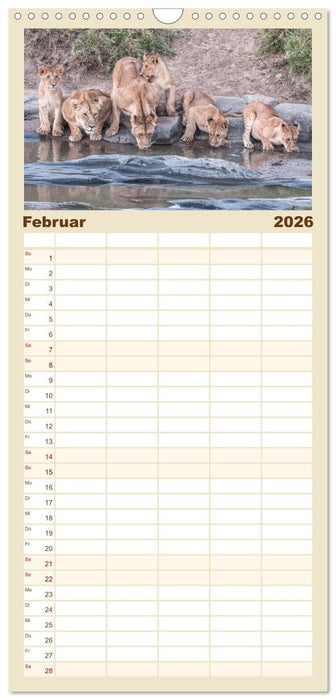 Löwen - Raubkatzen Afrikas (CALVENDO Familienplaner 2026)