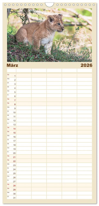 Löwen - Raubkatzen Afrikas (CALVENDO Familienplaner 2026)