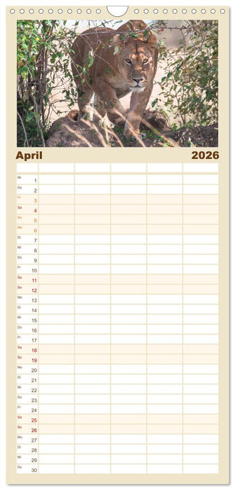 Löwen - Raubkatzen Afrikas (CALVENDO Familienplaner 2026)