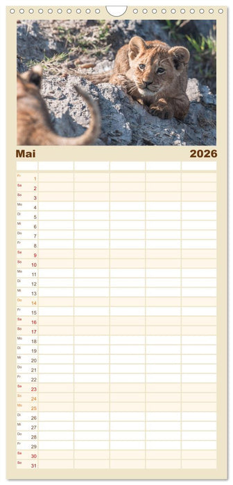 Löwen - Raubkatzen Afrikas (CALVENDO Familienplaner 2026)