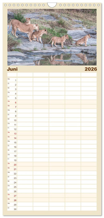 Löwen - Raubkatzen Afrikas (CALVENDO Familienplaner 2026)