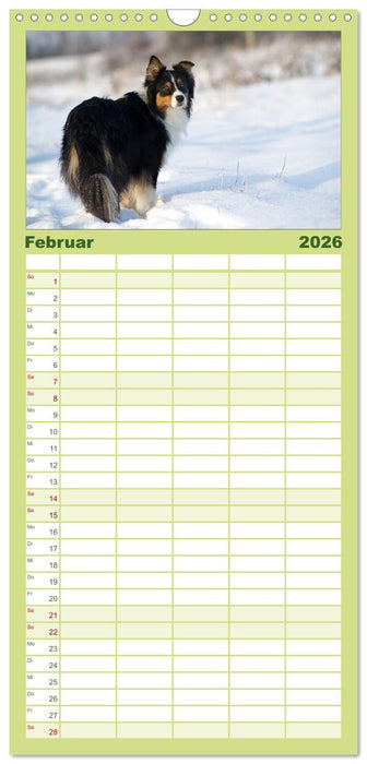 DIE BUNTE WELT DER AUSTRALIAN SHEPHERDS (CALVENDO Familienplaner 2026)