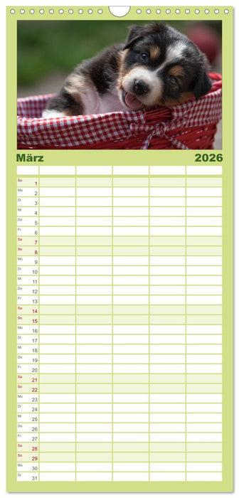 DIE BUNTE WELT DER AUSTRALIAN SHEPHERDS (CALVENDO Familienplaner 2026)