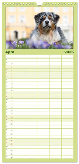 DIE BUNTE WELT DER AUSTRALIAN SHEPHERDS (CALVENDO Familienplaner 2026)