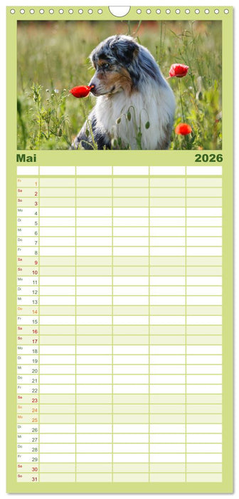 DIE BUNTE WELT DER AUSTRALIAN SHEPHERDS (CALVENDO Familienplaner 2026)