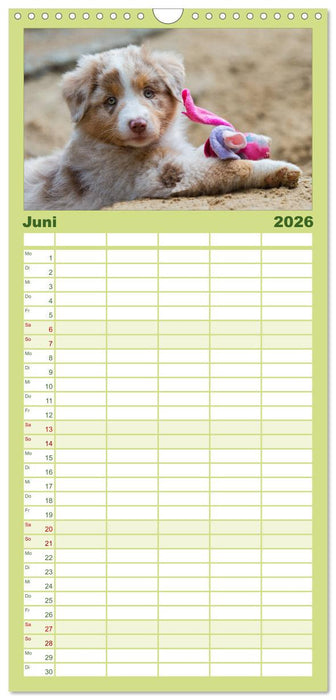 DIE BUNTE WELT DER AUSTRALIAN SHEPHERDS (CALVENDO Familienplaner 2026)