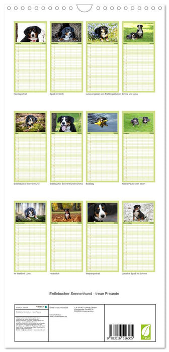 Entlebucher Sennenhund - treue Freunde (CALVENDO Familienplaner 2026)