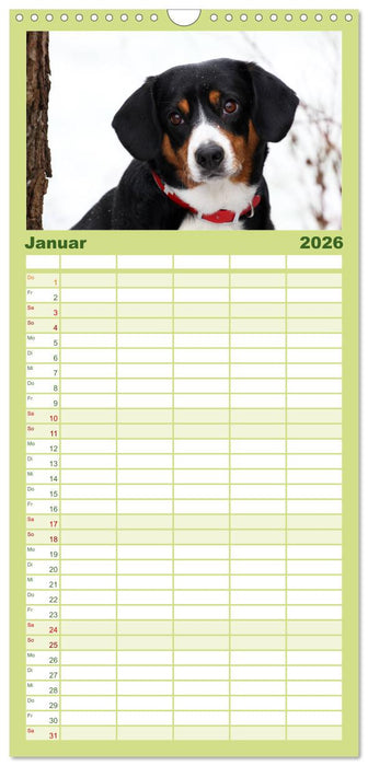 Entlebucher Sennenhund - treue Freunde (CALVENDO Familienplaner 2026)