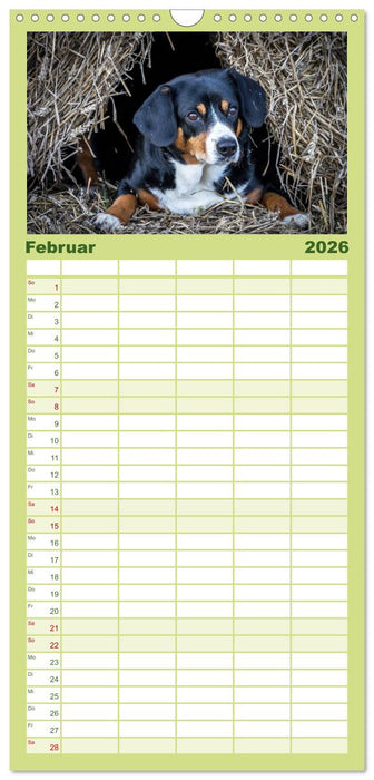 Entlebucher Sennenhund - treue Freunde (CALVENDO Familienplaner 2026)