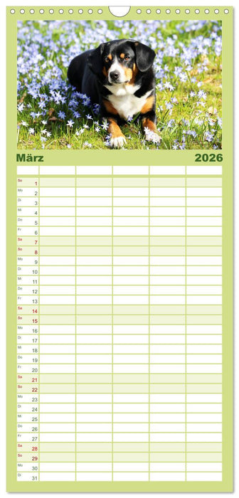 Entlebucher Sennenhund - treue Freunde (CALVENDO Familienplaner 2026)