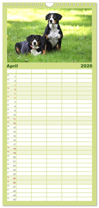 Entlebucher Sennenhund - treue Freunde (CALVENDO Familienplaner 2026)