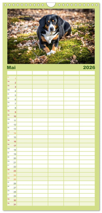 Entlebucher Sennenhund - treue Freunde (CALVENDO Familienplaner 2026)