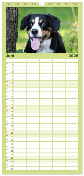 Entlebucher Sennenhund - treue Freunde (CALVENDO Familienplaner 2026)